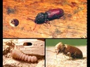 HGX Tegen houtworm